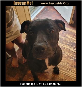 pit bull rescue rescue me