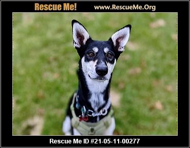 - Maryland Dog Rescue - ADOPTIONS - Rescue Me!