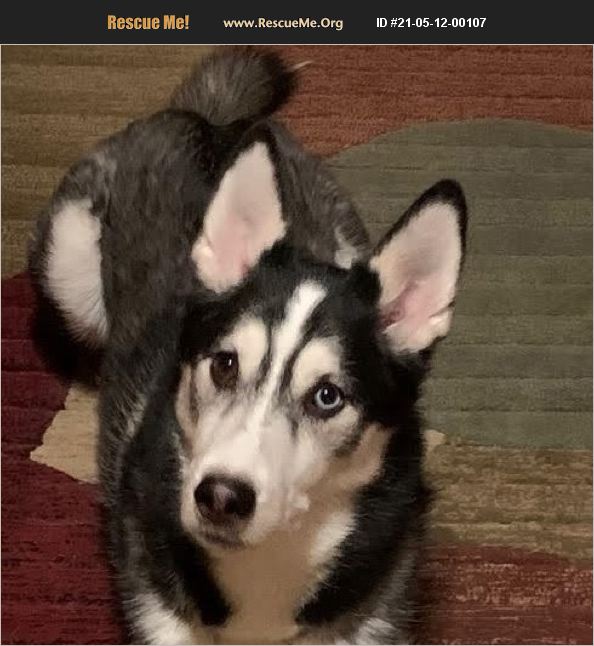 Adopt 21051200107 ~ Siberian Husky Rescue ~ Traverse City, Mi