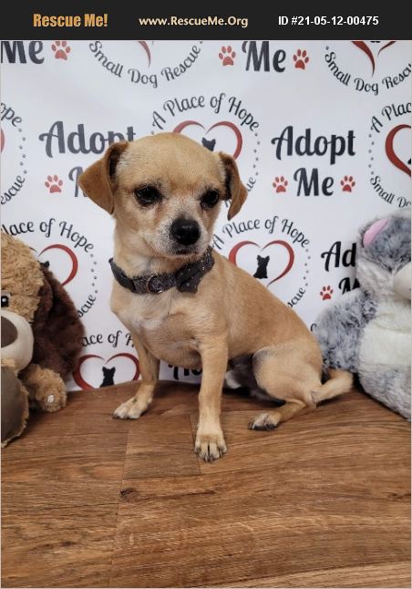 ADOPT 21051200475 ~ Chihuahua Rescue ~ Pensacola, FL