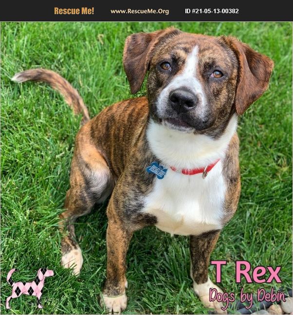 ADOPT 21051300382 Boxer Rescue Kansas City, MO