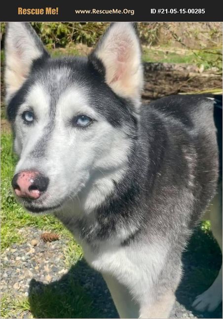 ADOPT 21051500285 ~ Siberian Husky Rescue ~ Vancouver, WA