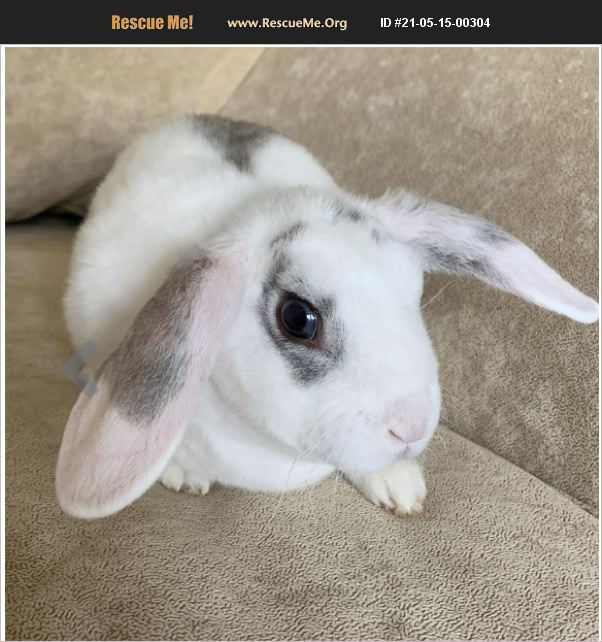 ADOPT 21051500304 Rabbit Rescue Miami, FL