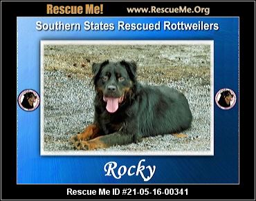 Southern best sale rottweiler rescue