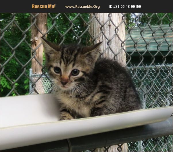 ADOPT 21051800150 Domestic Cat Rescue Lexington, VA