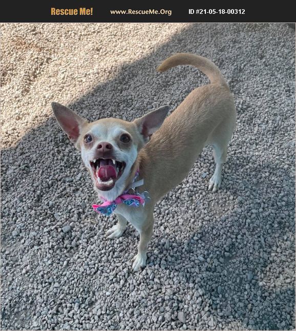 Adopt 21051800312 ~ Chihuahua Rescue ~ Phoenix Az