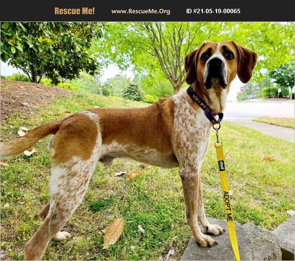 ADOPT 21051900065 Redbone Coonhound Rescue Youngsville, NC
