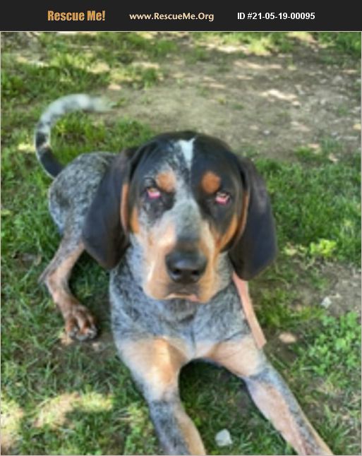 ADOPT 21051900095 Bluetick Coonhound Rescue Tullahoma, TN