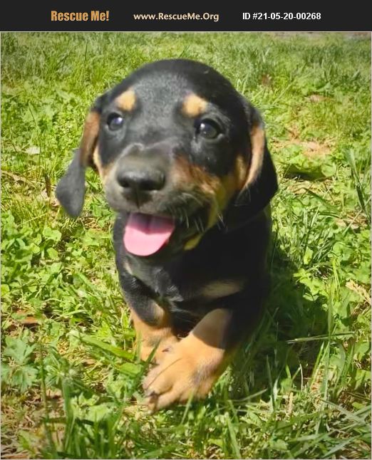 ADOPT 21052000268 Dachshund Rescue Delaplane, VA