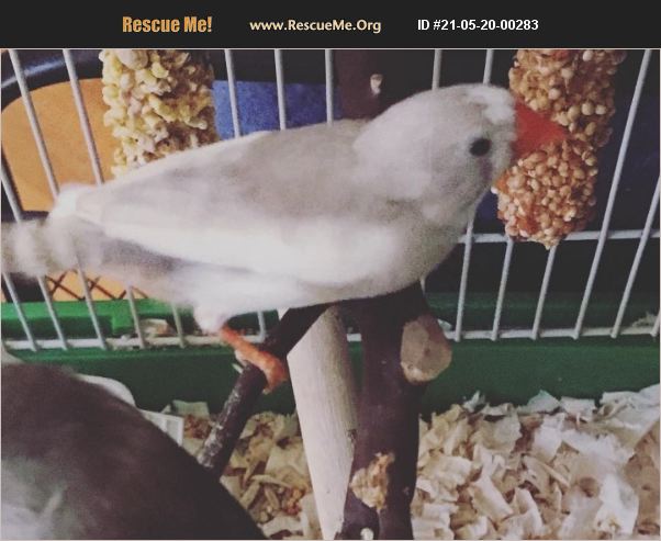 ADOPT 21052000283 ~ Pet Bird Rescue ~ Greenville, SC