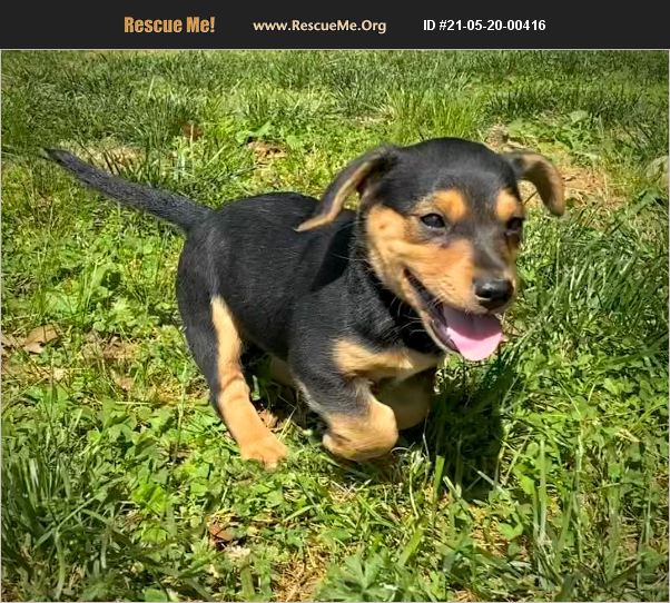 ADOPT 21052000416 Dachshund Rescue Delaplane, VA