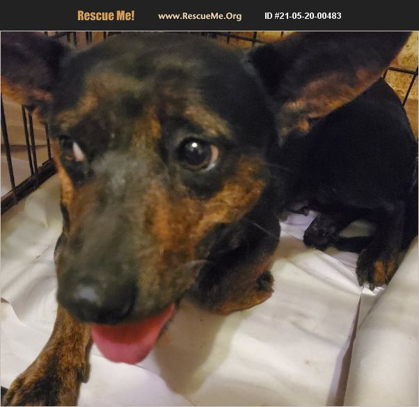 ADOPT 21052000483 Dachshund Rescue Lebanon, CT