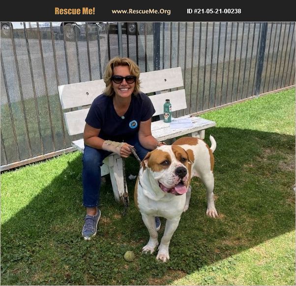 ADOPT 21052100238 American Bulldog Rescue Long Beach, CA
