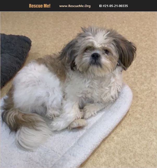 ADOPT 21052100335 Lhasa Apso Rescue Hackensack, NJ