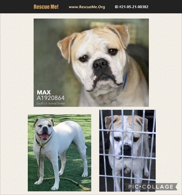 ADOPT 21052100382 American Bulldog Rescue Van Nuys, CA