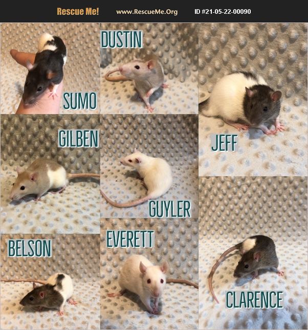 ADOPT 21052200090 Small Mammal Rescue Eugene, OR