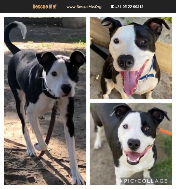 ADOPT 21052200313 Lab Rescue Van Nuys, CA