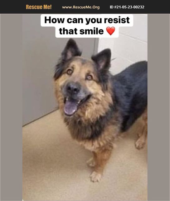 ADOPT 21052300232 Chow Chow Rescue Apple Valley, CA