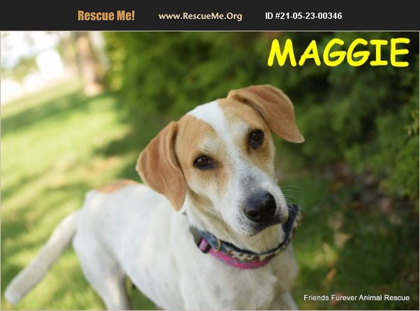 ADOPT 21052300346 ~ Foxhound Rescue ~ Jerome, ID