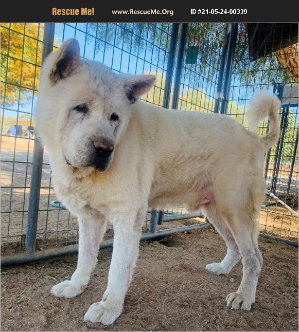 ADOPT 21052400339 Akita Rescue Romoland, CA