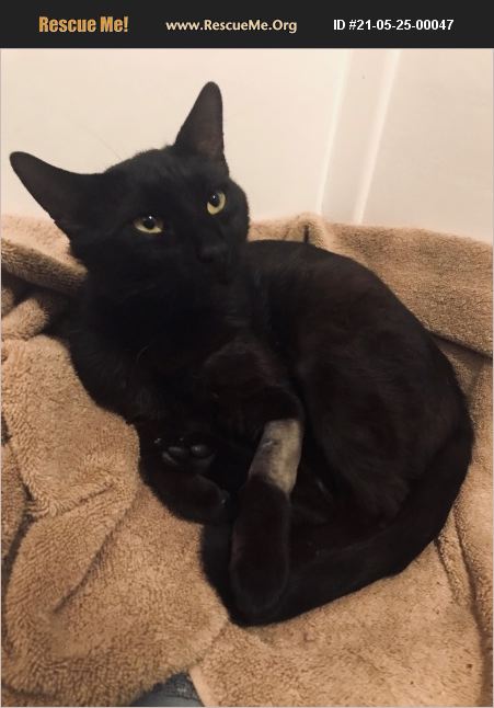 adopt-21052500047-domestic-cat-rescue-st-petersburg-fl