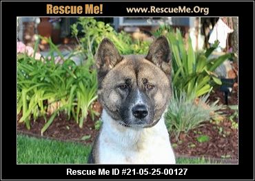 - California Akita Rescue - ADOPTIONS - Rescue Me!