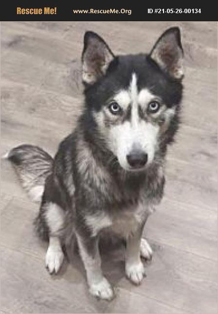 ADOPT 21052600134 ~ Siberian Husky Rescue ~ Seattle, WA