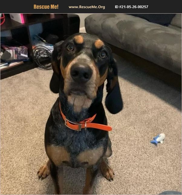 ADOPT 21052600257 Bluetick Coonhound Rescue Cleves OH