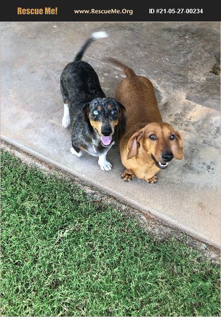 ADOPT 21052700234 ~ Dachshund Rescue ~ Weatherford, OK