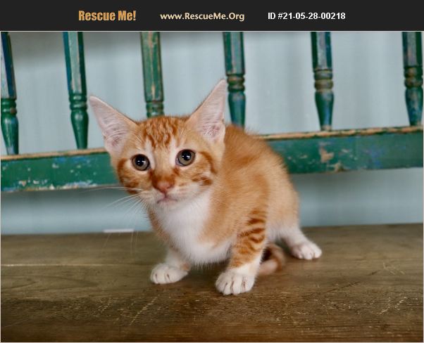 adopt-21052800218-domestic-cat-rescue-san-antonio-tx