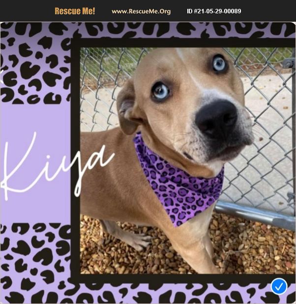 ADOPT 21052900089 Pit Bull Rescue Gastonia, NC