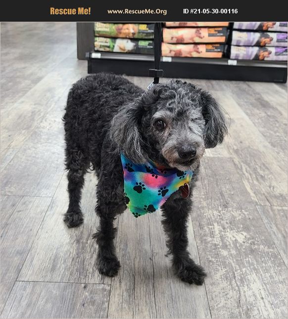 ADOPT 21053000116 Poodle Rescue Pensacola, FL