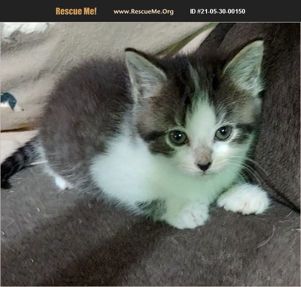 ADOPT 21053000150 Domestic Cat Rescue Inez, KY