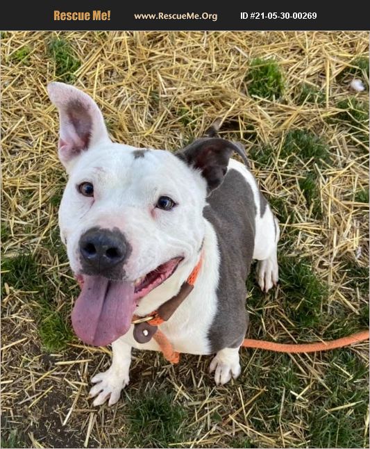ADOPT 21053000269 Pit Bull Rescue Chicago, IL