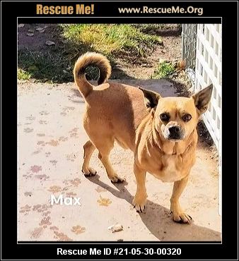 ARIZONA DACHSHUND RESCUE visual data 8