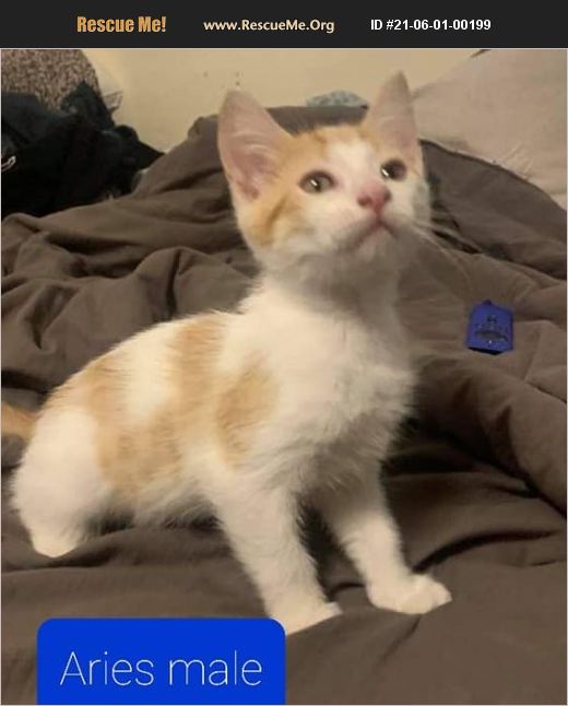 ADOPT 21060100199 Domestic Cat Rescue Eugene, OR