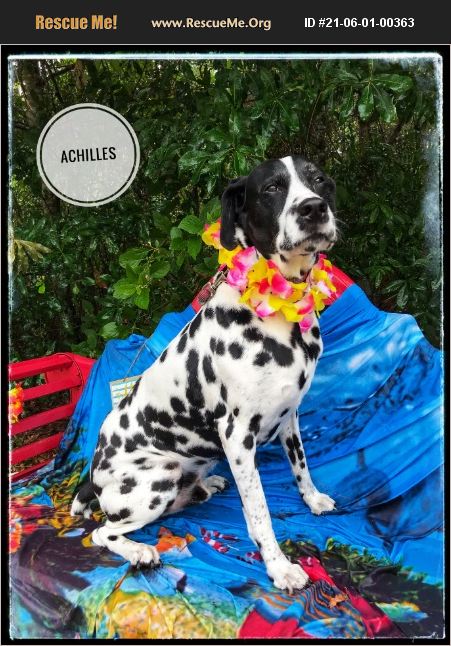 rescue tales adoptable pet dalmatian