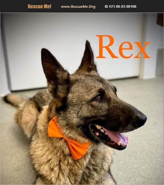 ADOPT 21060300106 German Shepherd Rescue Fredericksburg (City), VA