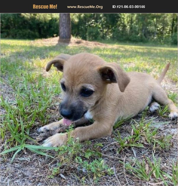 ADOPT 21060300146 Chihuahua Rescue Barnwell, SC