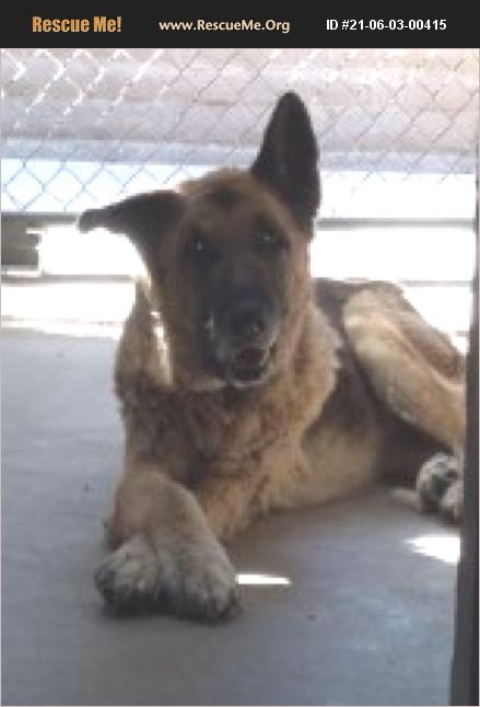 ADOPT 21060300415 German Shepherd Rescue Casa Grande AZ