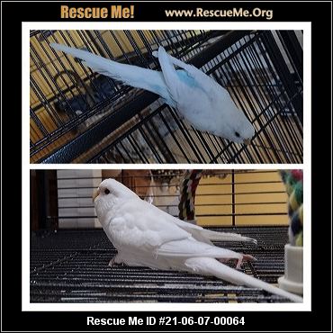 - North Carolina Pet Bird Rescue - ADOPTIONS - Rescue Me!