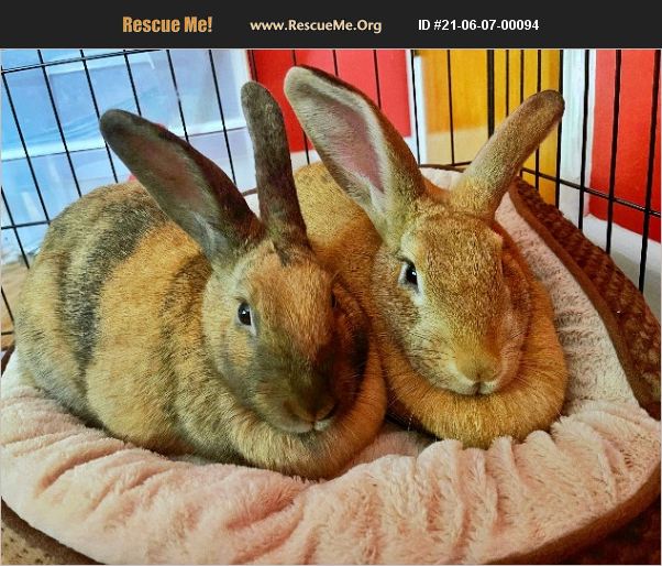 ADOPT 21060700094 Rabbit Rescue Concord, NC