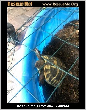 - Florida Reptile/Amphibian Rescue - ADOPTIONS - Rescue Me!