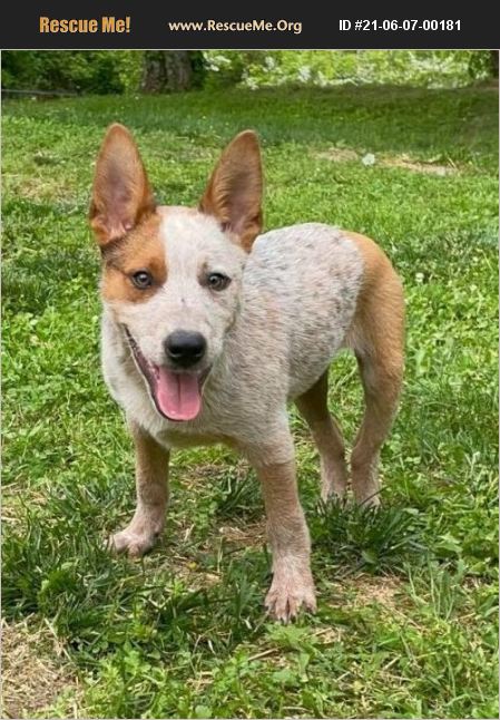 ADOPT 21060700181 ~ Australian Cattle Dog Rescue ~ Cookeville, TN