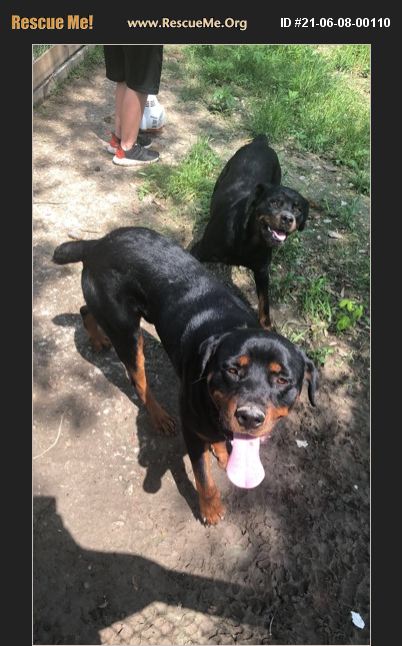 Adopt 21060800110 ~ Rottweiler Rescue ~ Houston Tx