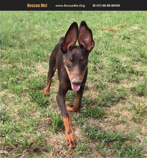 Doberman Pinscher Puppies For Sale Newark, NJ 219309
