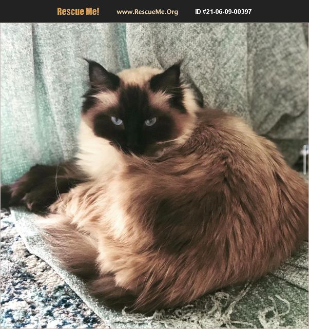 ADOPT 21060900397 Ragdoll Rescue Knoxville, TN