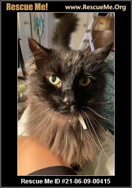 MAINE COON CAT ADOPTION INDIANA visual data 3