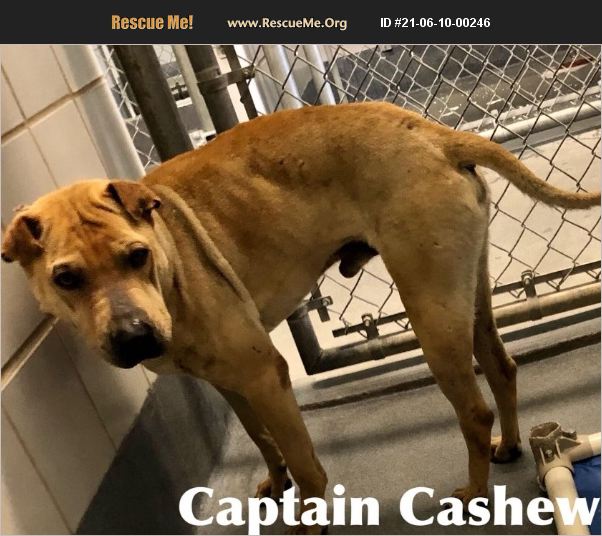 ADOPT 21061000246 SharPei Rescue Benton, PA