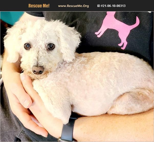 ADOPT 21061000313 Poodle Rescue Pensacola, FL